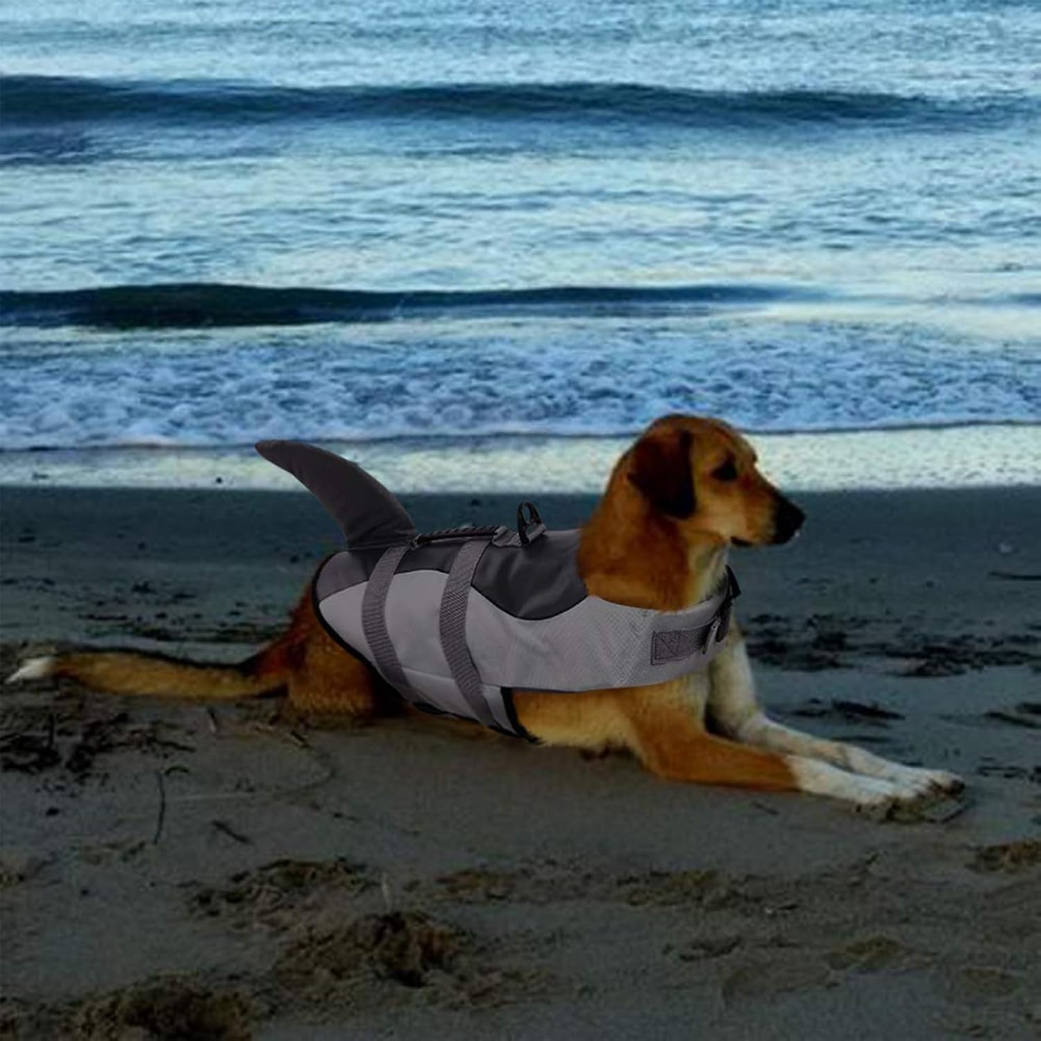 CITÉTOILE Schwimmweste Hunde Hai, Leicht Und Sicher Für Wassersport, Hundeschwimmweste Mit Griff Und Reflektierend Für Kleine Mittlere Und Große Hunde, Grau, M
