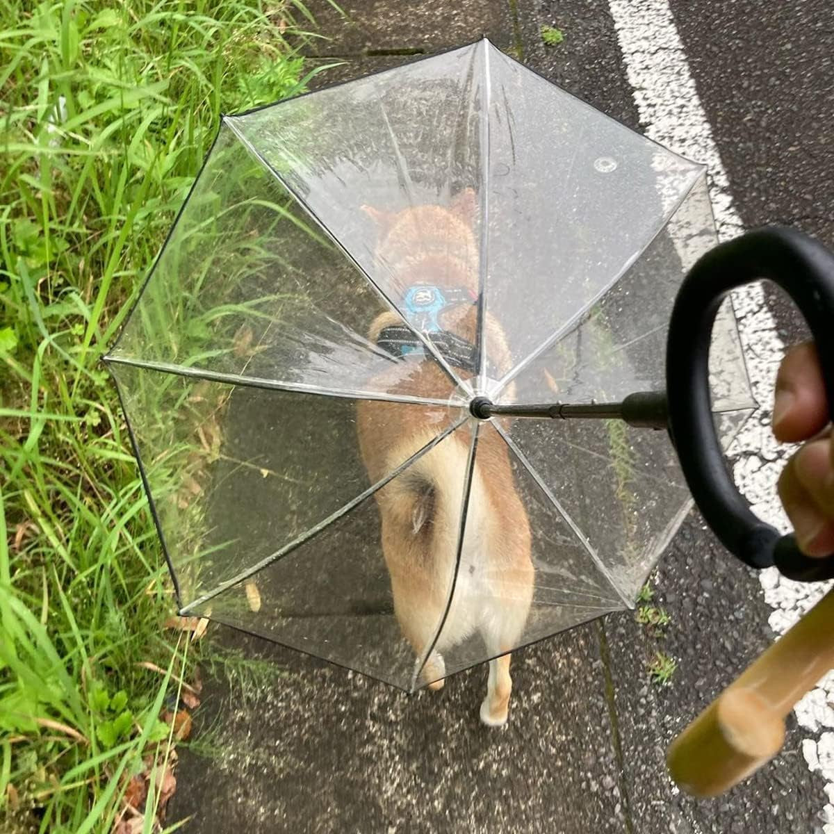 Enjoying Kleiner Hundeschirm, Hunde Regenschirm Mit Leine Einstellbar, Regenmantel Hundeschirm Spaziergang Im Freien, Wasserdicht Regen Schnee, Selbstmontage